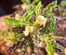 Euphorbia decaryi